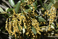 Quercus ilex